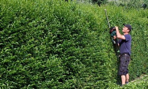 Gardening – Annual maintenance or one-off work